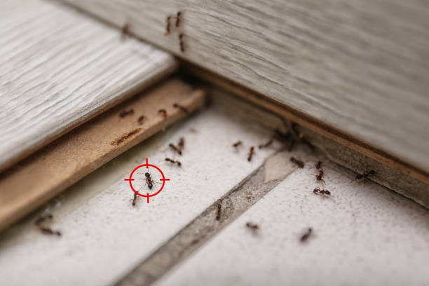 Best Mosquito Control Services  in Commerce, TX