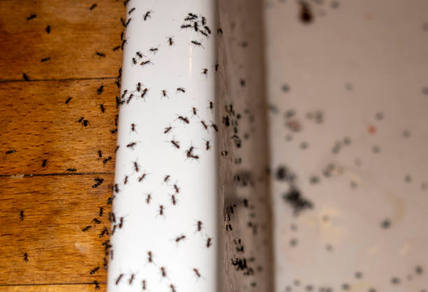 Best Pest Control Cost  in Commerce, TX