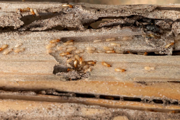 Best Ant Control Services  in Commerce, TX